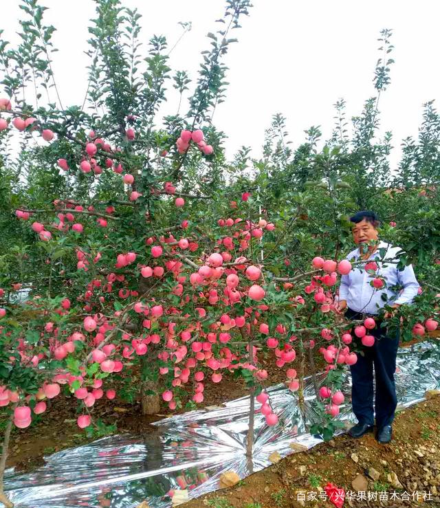 新季晚熟富士价格较高 苹果市场博弈重新加强