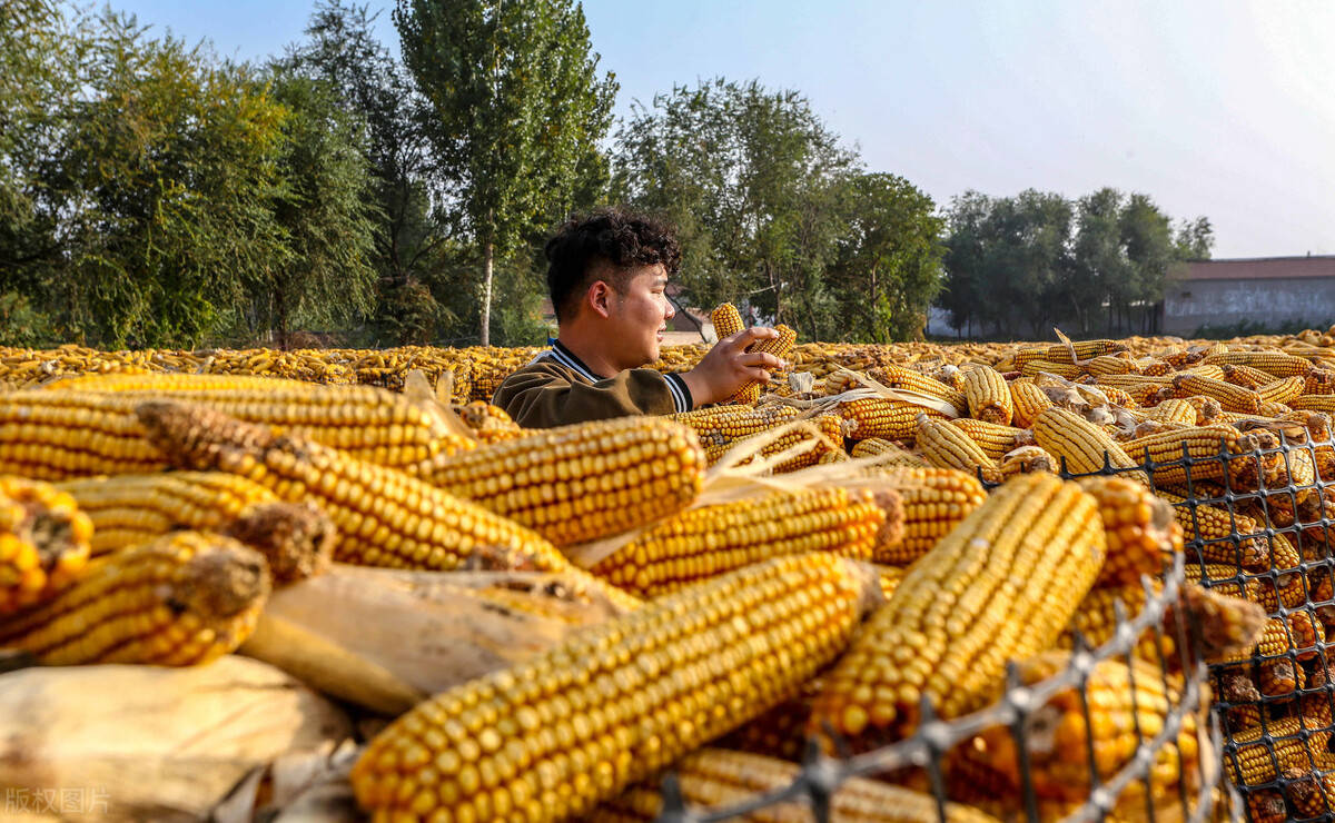 市场或已消化上市压力 玉米价格企稳小幅反弹