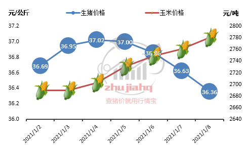 生猪期货价格走势分析 短期消费端缺乏有力支撑