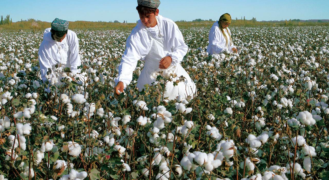 下游负反馈进一步加深 棉花价格重心缓慢下移