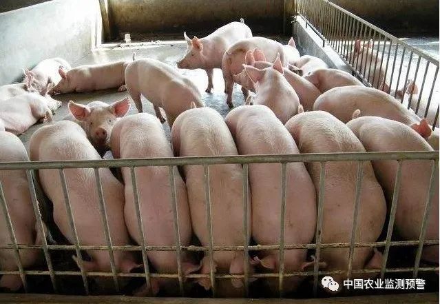11月生猪价格或有望回升 关注未来腌腊季需求