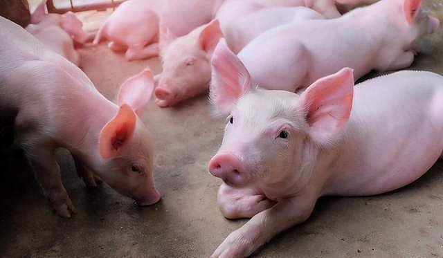 11月生猪价格或有望回升 关注未来腌腊季需求