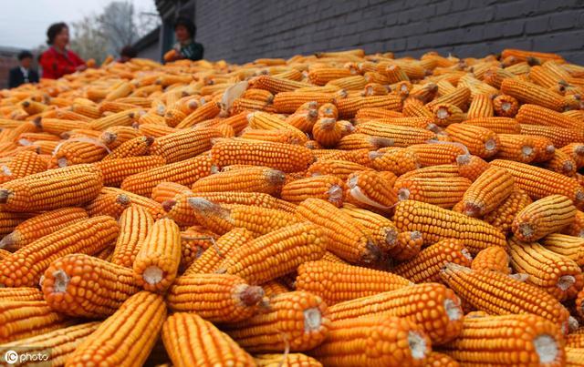 玉米南北港口价格倒挂 养殖下游提货谨慎