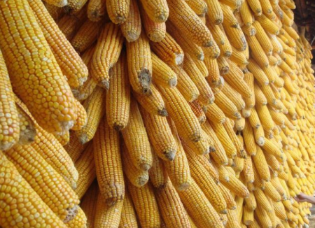 当前市场利好难寻 玉米价格逐渐进入季节性下跌