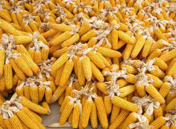 玉米期货8月9日主力小幅上涨1.53% 收报2319.0元