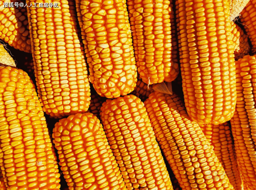 玉米期货8月9日主力小幅上涨1.53% 收报2319.0元