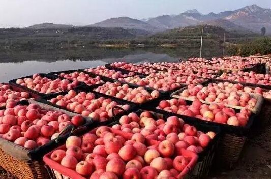 受节日效应提振下 鸡蛋产区走货较快