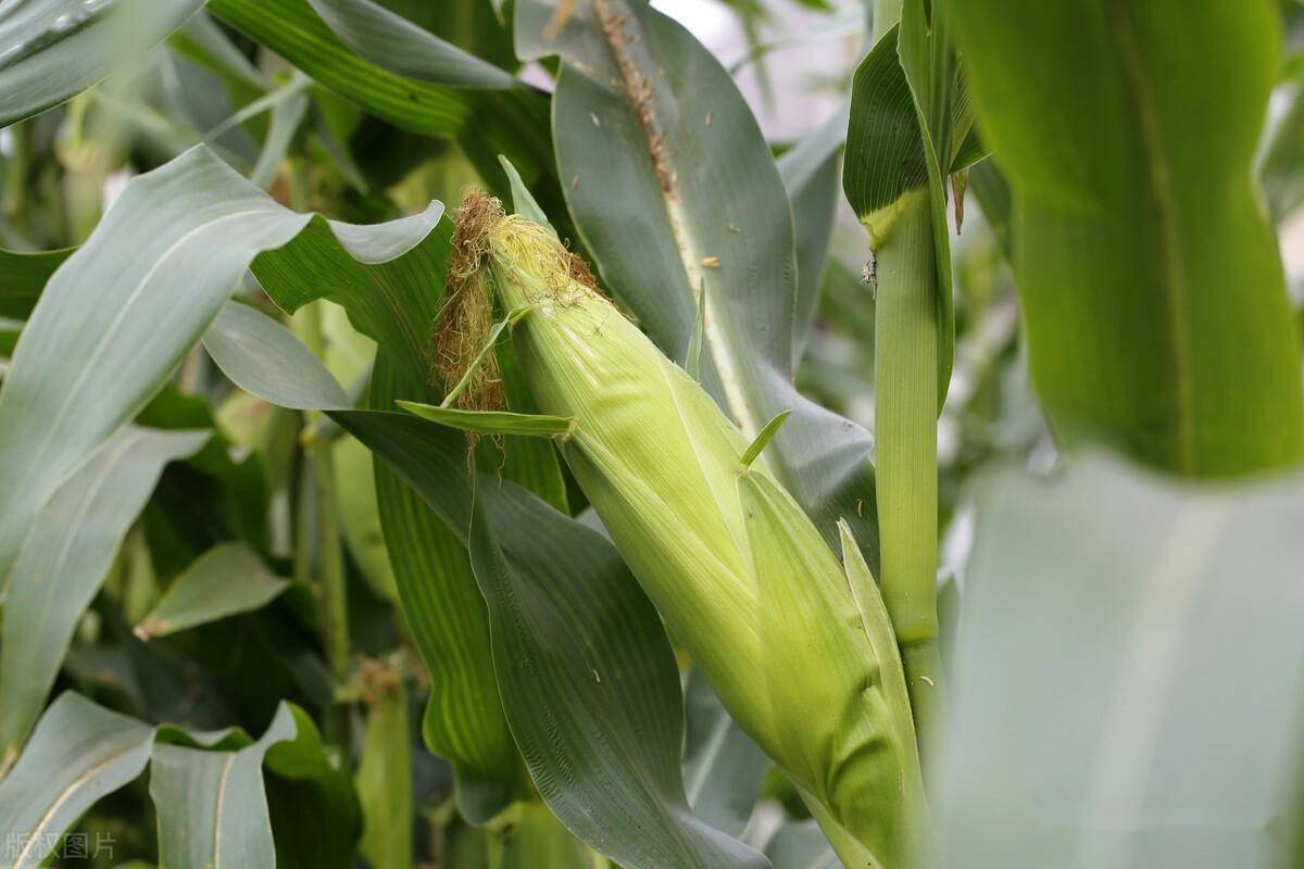 8月12日收盘玉米期货资金流出5203.67万元