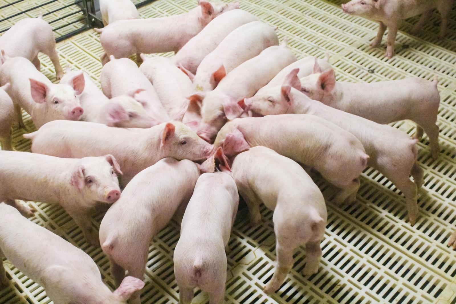 8月13日生猪期货持仓龙虎榜分析：多方离场情绪弱于空方