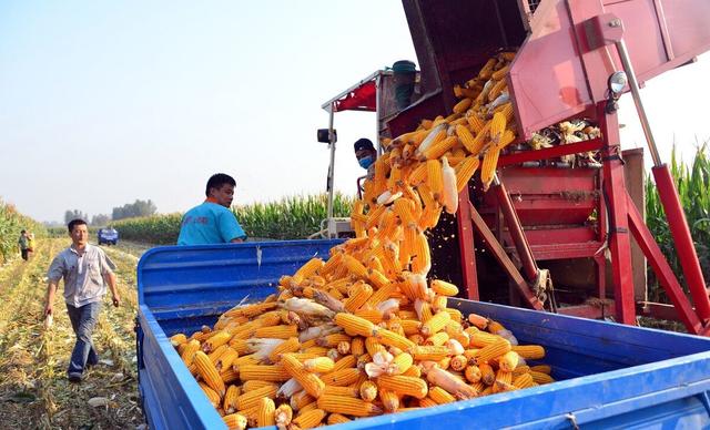 玉米主力弱势震荡 美国玉米优良率高于市场预期