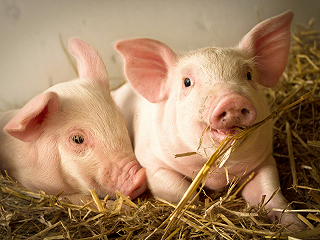 9月9日生猪期货持仓龙虎榜分析:多方进场情绪强于空方