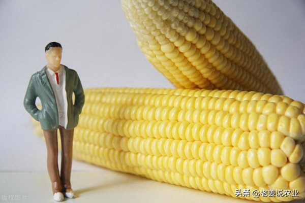 玉米跌超基本面 政策稻谷拍卖成交不佳