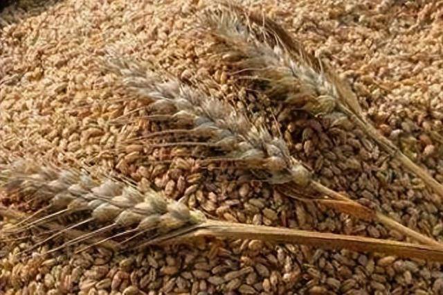 （2024年9月13日）今日小麦期货和美小麦价格行情查询