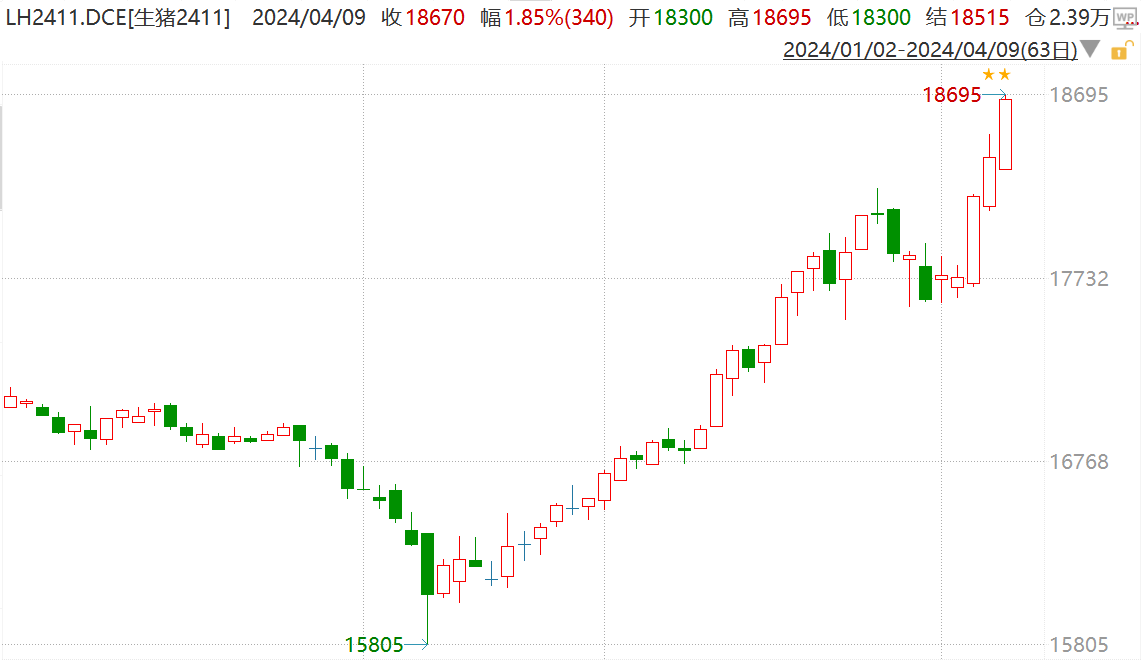 （2024年9月13日）今日生猪期货最新价格查询