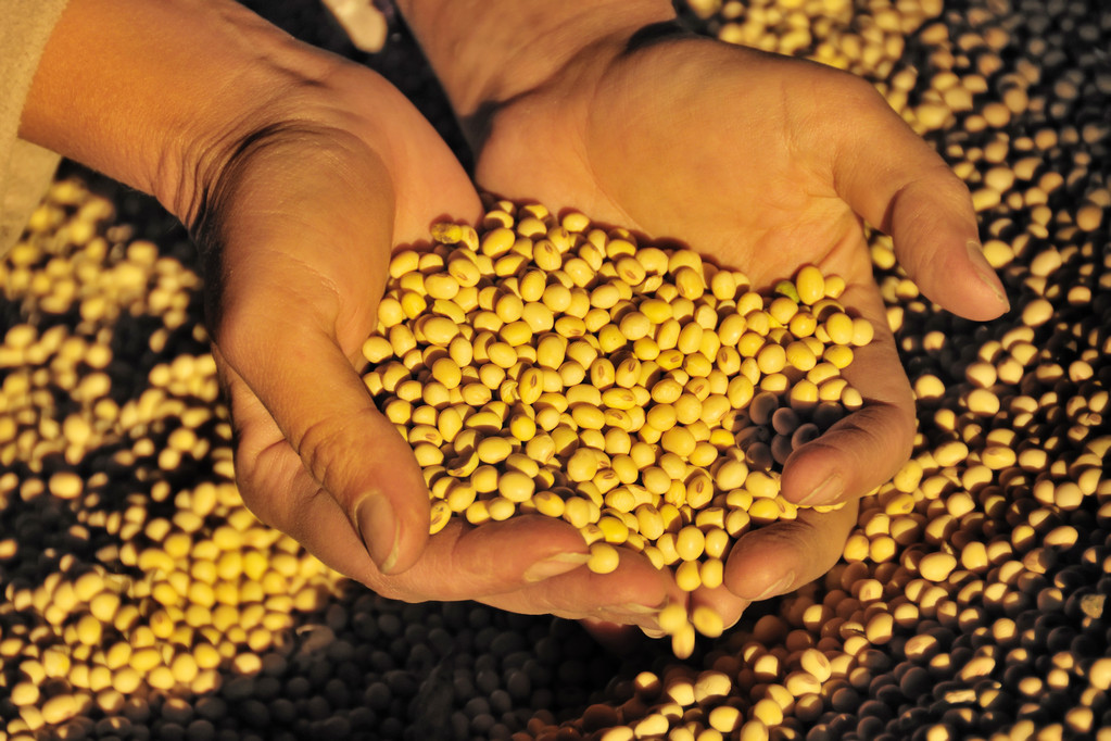 9月13日豆油期货持仓龙虎榜分析：多方呈离场态势