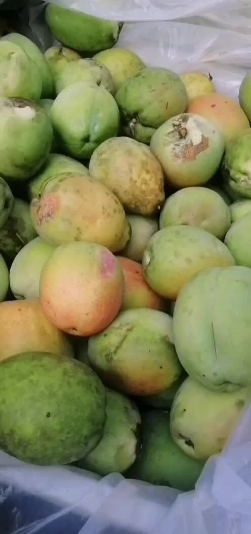 2024年9月15日最新松树皮价格行情走势查询