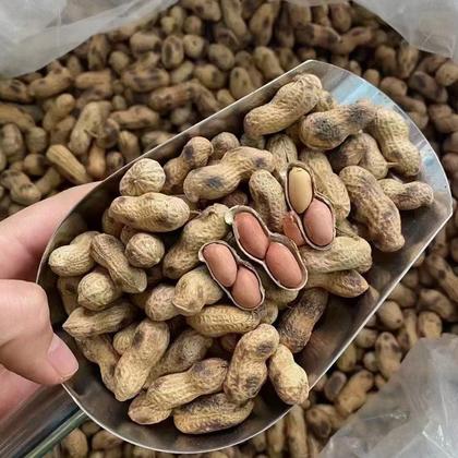 花生新季上市区域逐步增多 季节性供应压力来袭