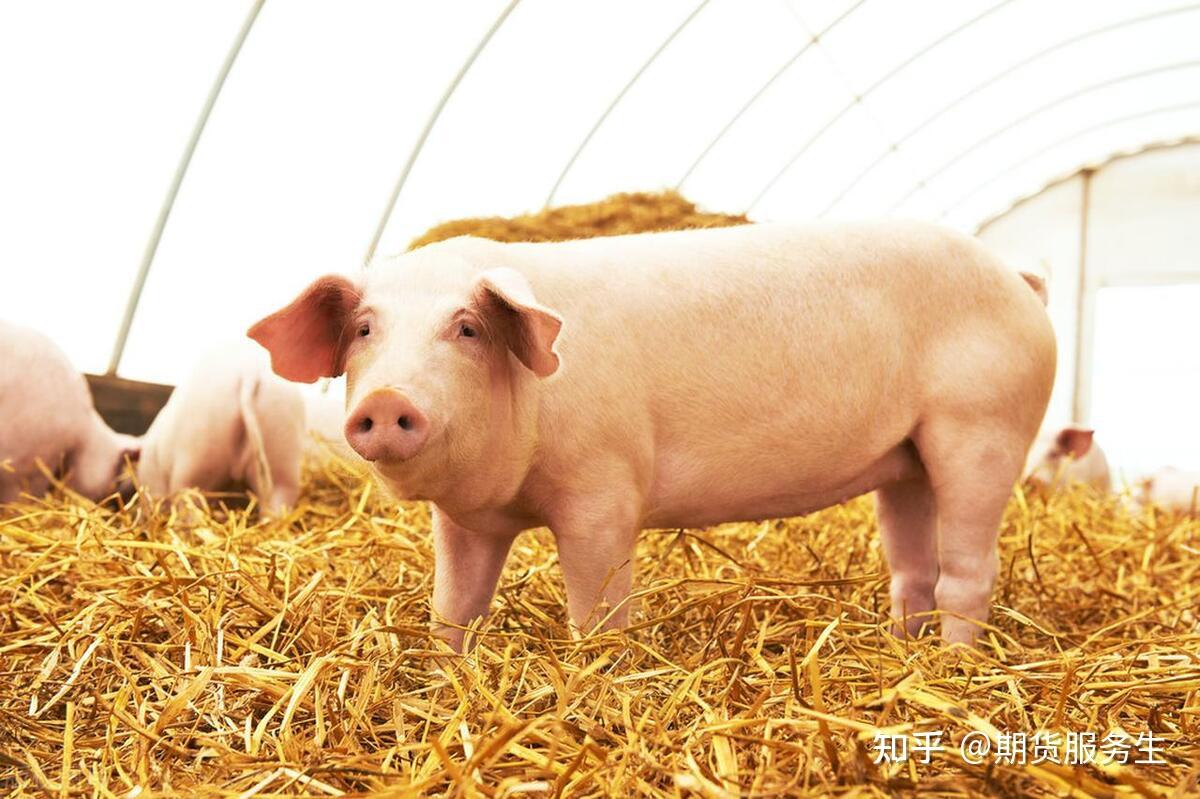 9月18日生猪期货持仓龙虎榜分析：生猪主力处于净多头状态