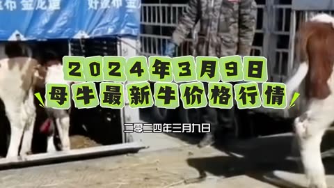 2024年9月19日今日柴油价格最新行情走势