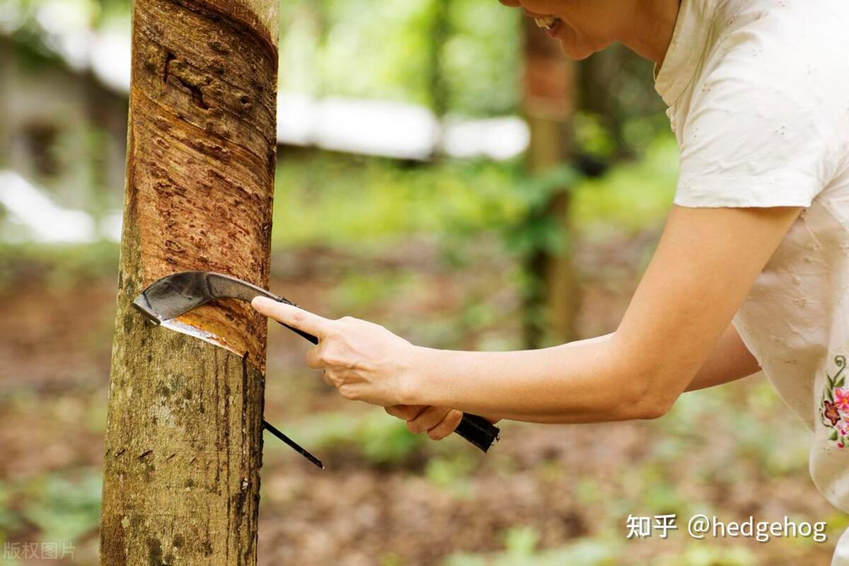 9月20日天然橡胶出口量为0.7万吨