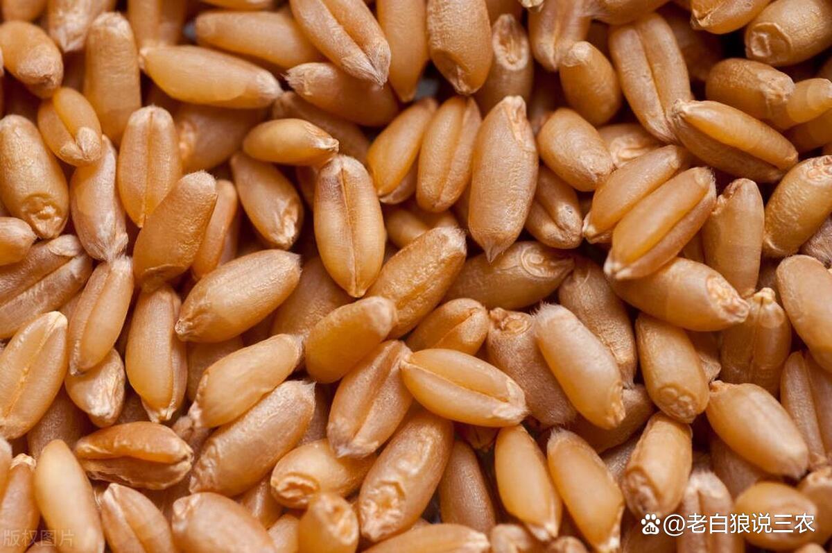 （2024年9月24日）今日小麦期货和美小麦价格行情查询