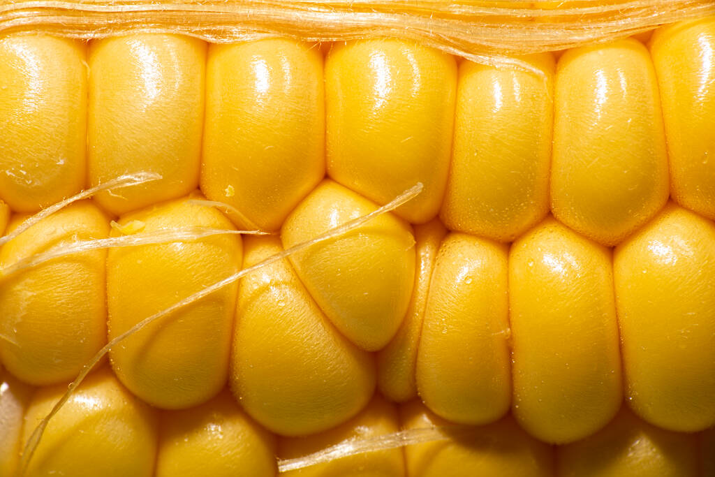 （2024年9月24日）今日玉米期货和美玉米最新价格查询