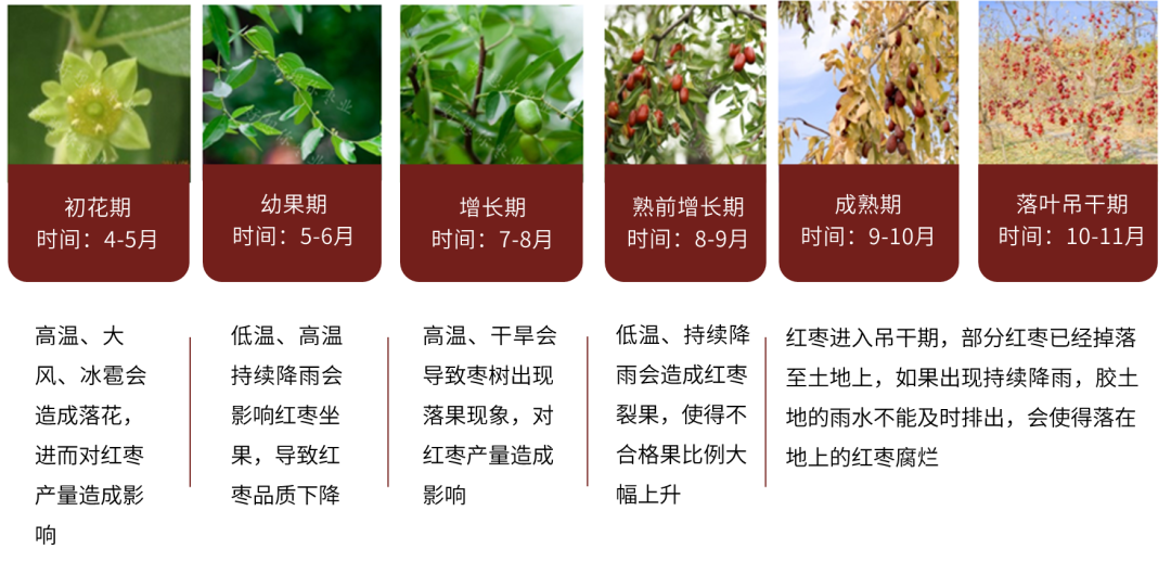 9月24日苹果期货持仓龙虎榜分析：苹果期货主力处于净空头状态
