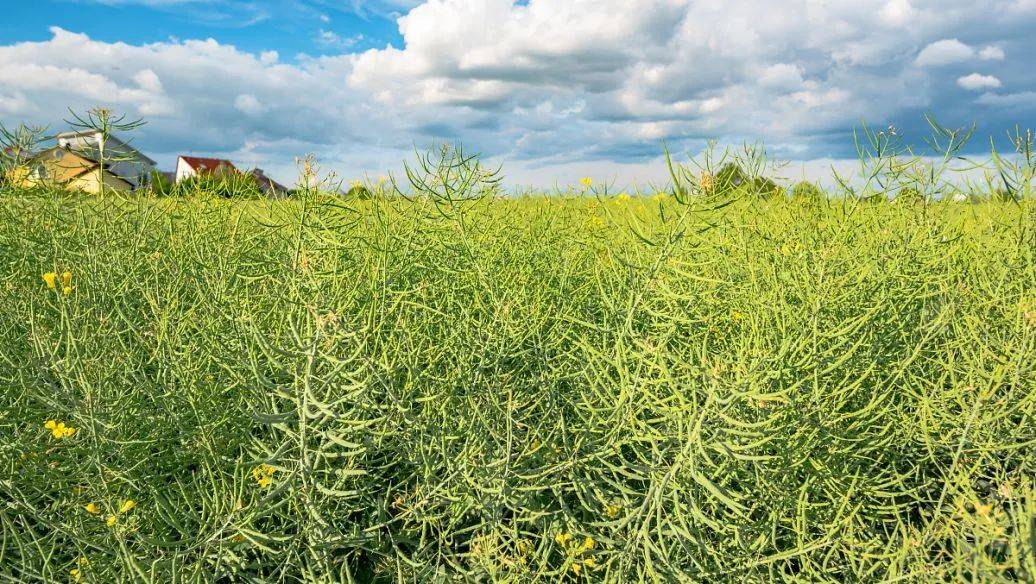 9月25日菜籽油期货持仓龙虎榜分析：空方呈进场态势