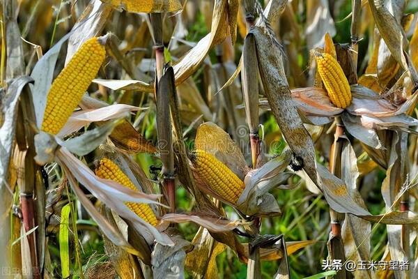 （2024年9月26日）今日玉米期货和美玉米最新价格查询