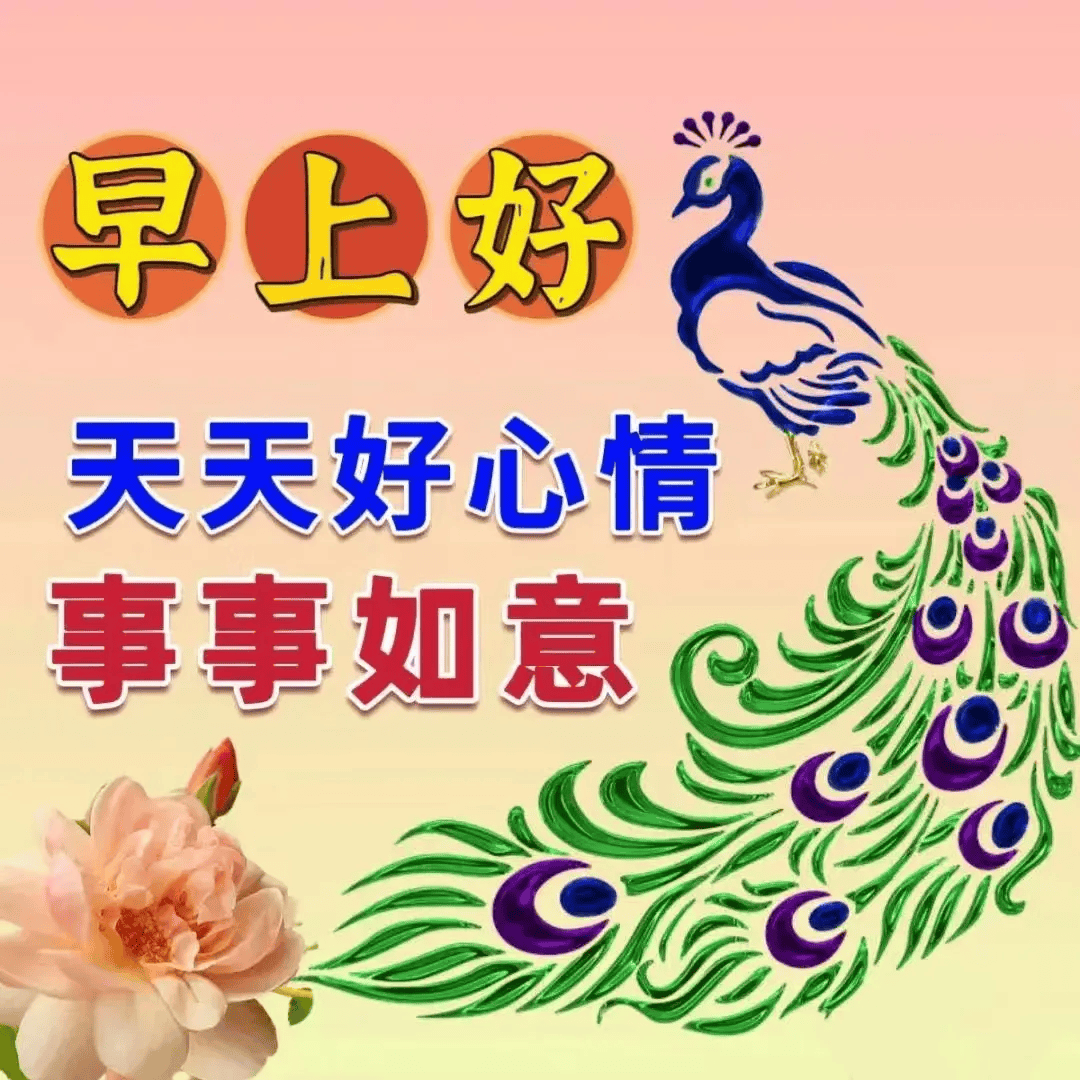 2024年9月26日今日松树皮最新价格查询