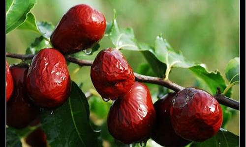 （2024年9月27日）今日红枣期货价格行情查询