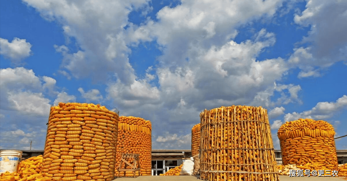 政策冲淡宏观经济悲观情绪 玉米购销心态企稳