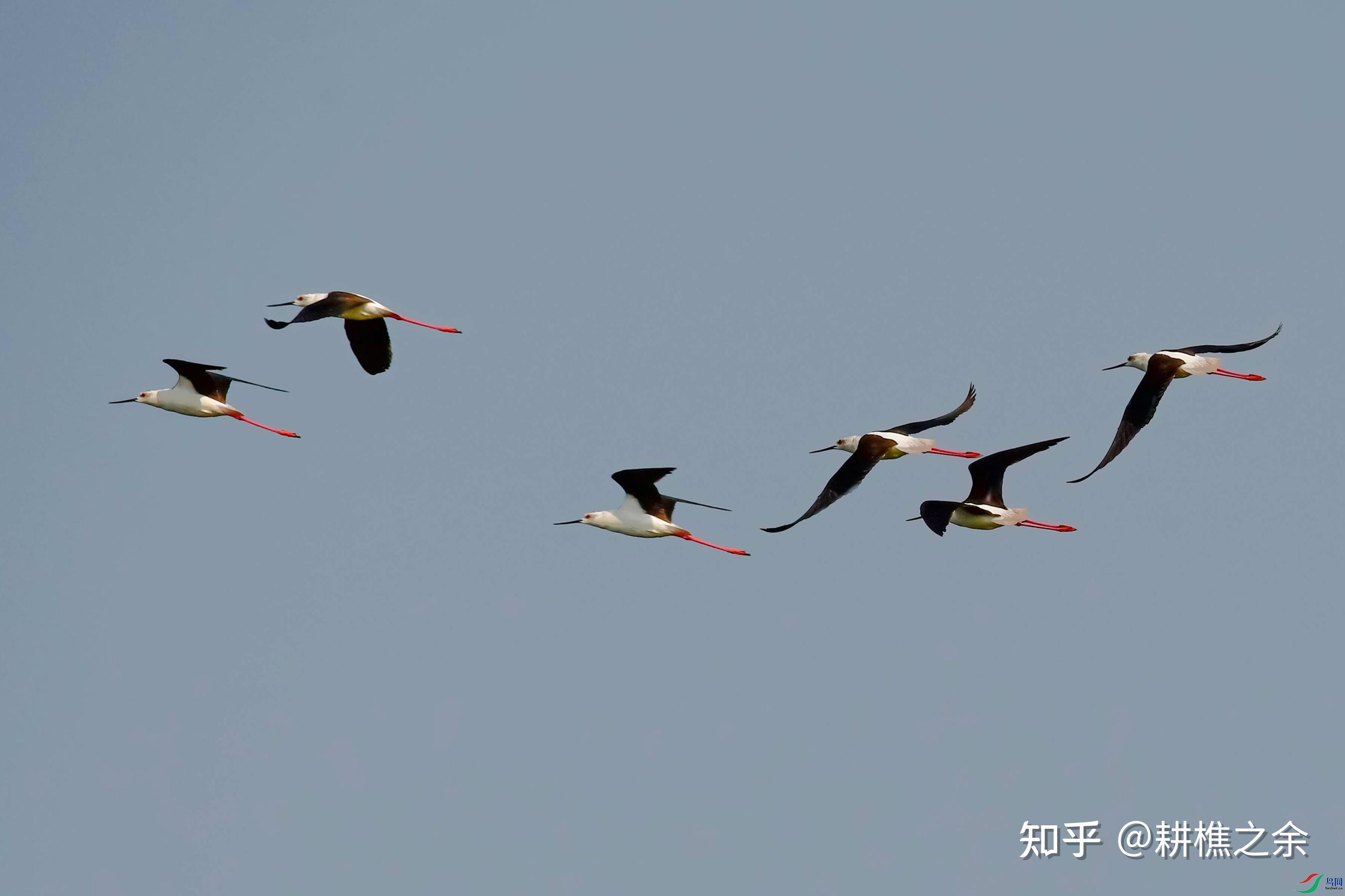 菜籽粕期货持仓龙虎榜分析：东证期货减仓8583手多单