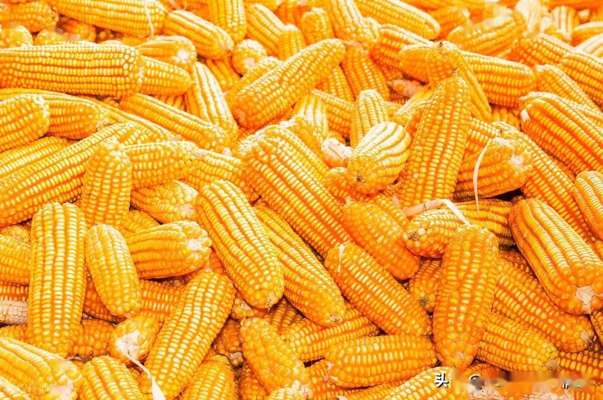 玉米价格逼近进口成本 短期盘面预计企稳反弹