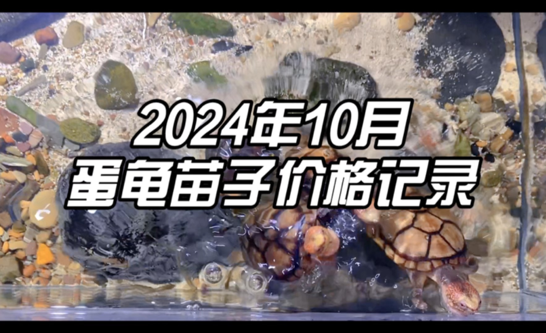 2024年10月12日今日全国鸡蛋价格报价表