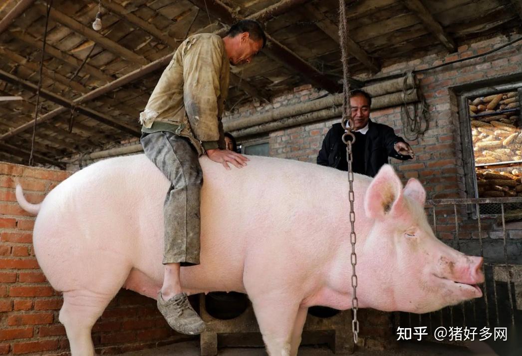 生猪市场步入消费旺季 市场对未来猪市仍有期待