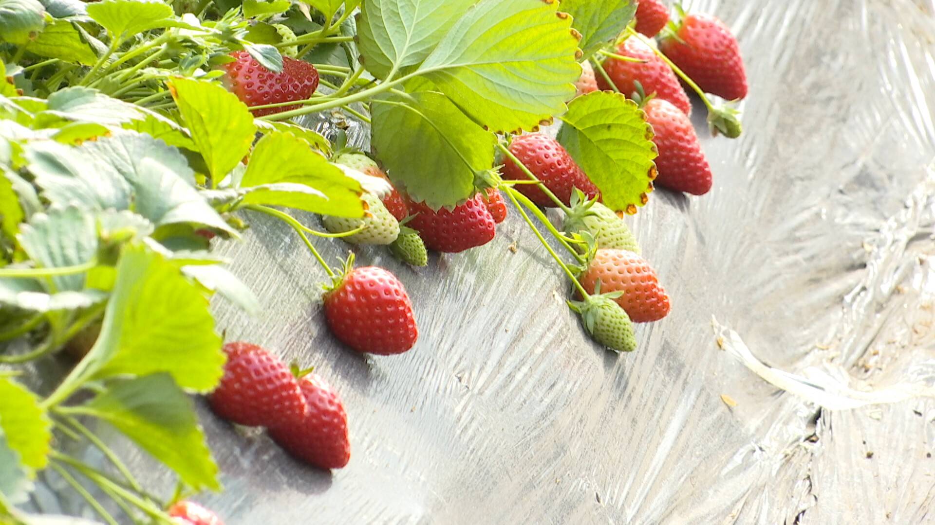 泰南地区雨天减少叠加EUDR政策延缓 胶价高位回落