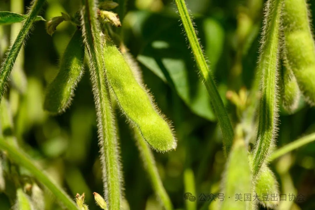 巴西大豆种植进度缓慢 豆二期价弱势震荡寻底
