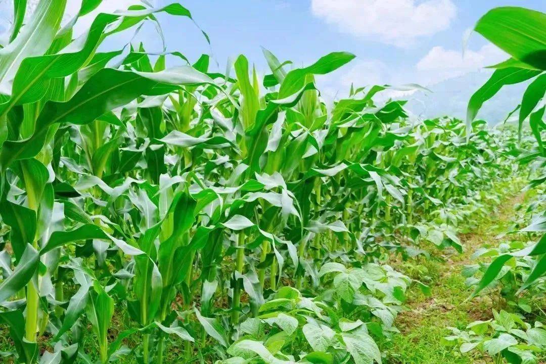 巴西大豆种植进度缓慢 豆二期价弱势震荡寻底