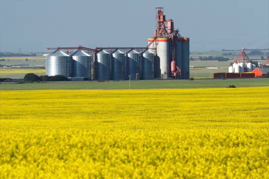 近期油菜籽进口量较大 印尼B40促进国内油脂消费