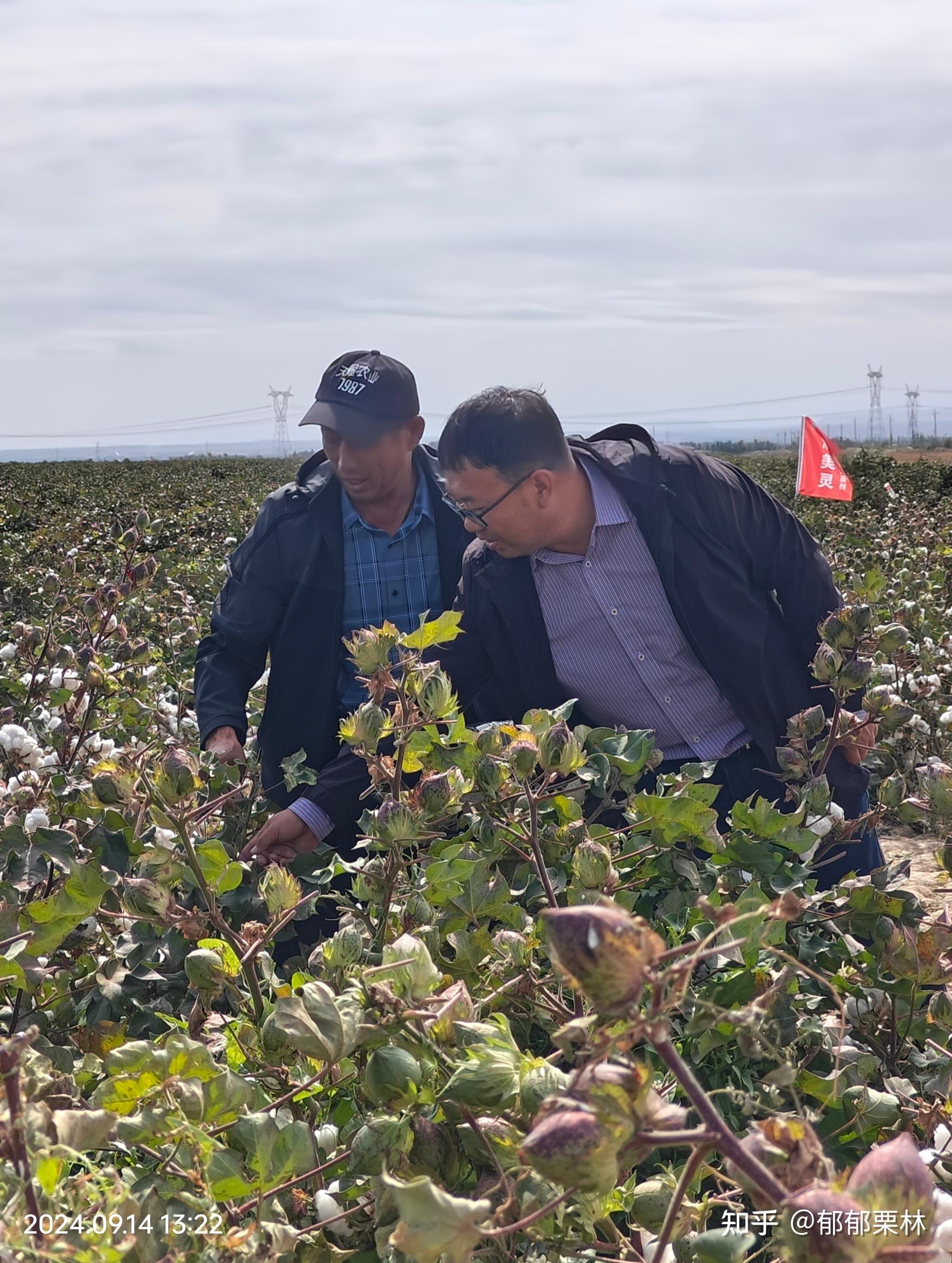2024年10月14日今日现货棉花价格最新报价多少钱一吨