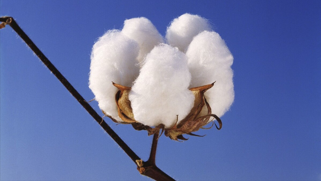 棉花期货10月14日主力小幅上涨0.04% 收报14135.0元