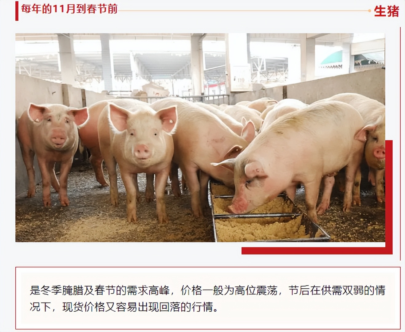 （2024年10月16日）今日生猪期货最新价格查询