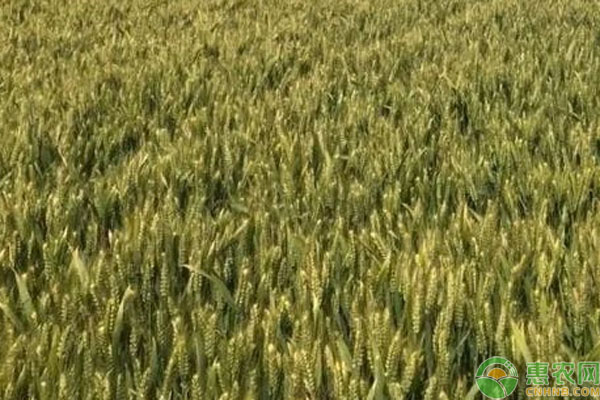 (2024年10月17日)今日小麦期货和美小麦价格行情查询