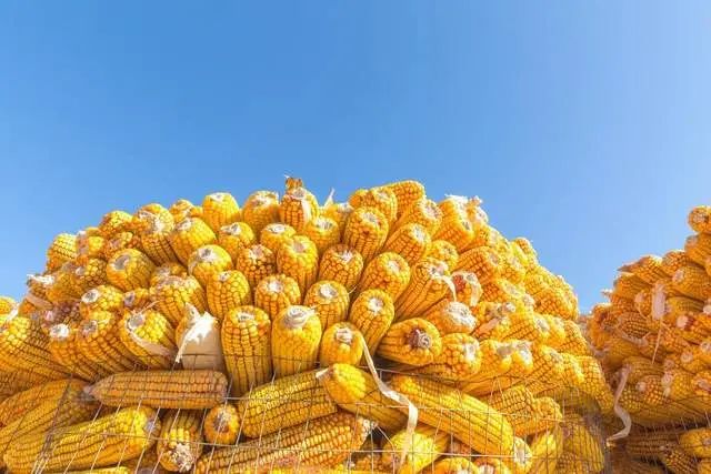 玉米期货10月17日主力小幅下跌0.72% 收报2193.0元