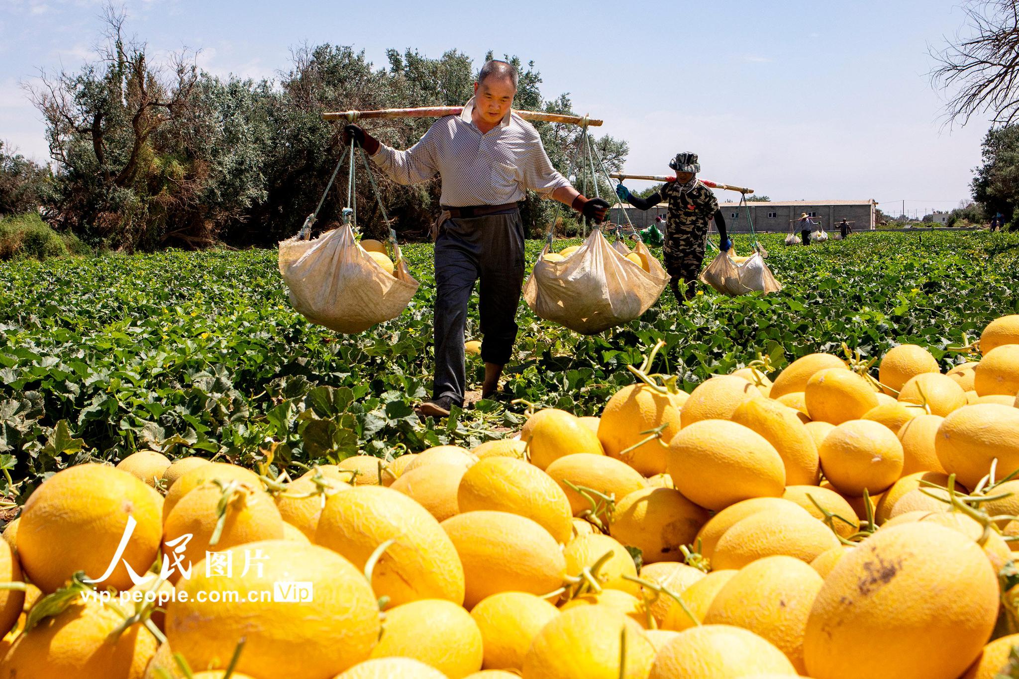 红枣近期维持宽幅震荡 内地客商前往新疆备战新季