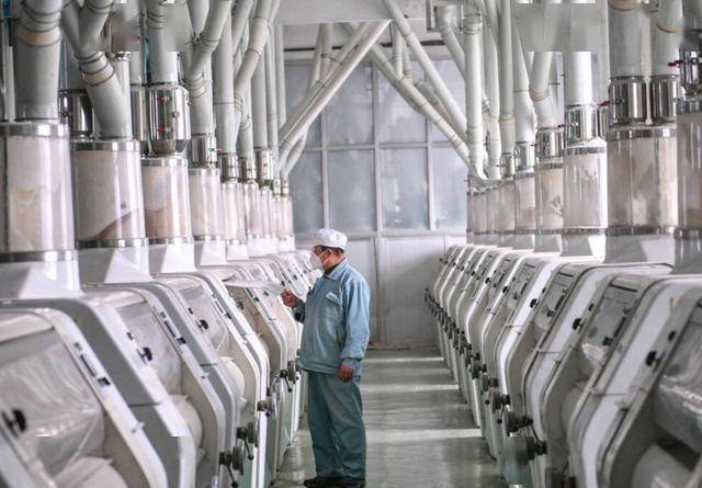 2024年10月23日今日工业面粉价格最新行情走势