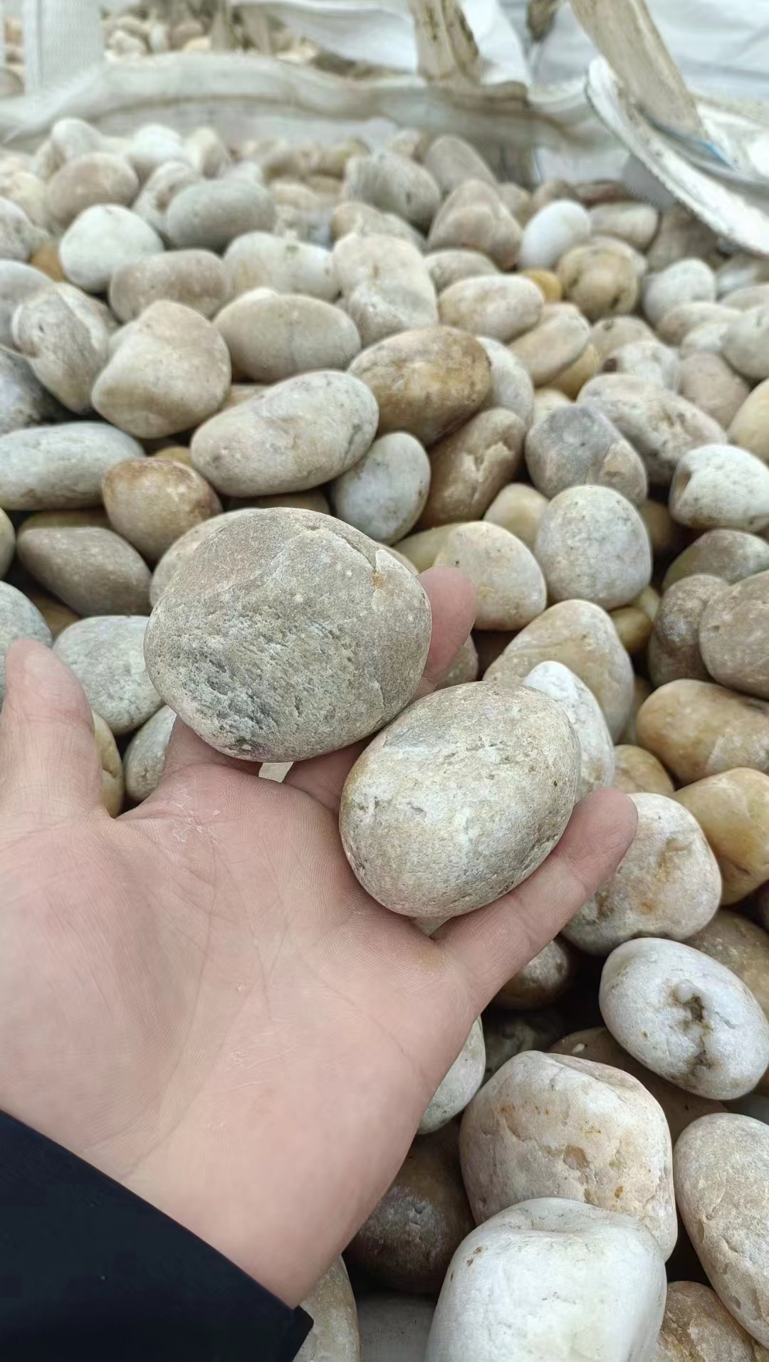 2024年11月28日现货白糖价格行情今日报价多少钱一吨