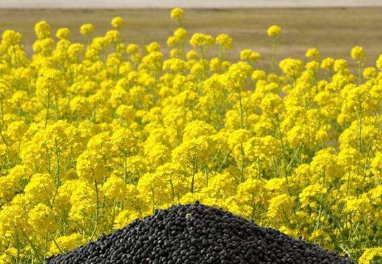 12月10日菜籽油期货持仓龙虎榜分析：多空双方均呈进场态势