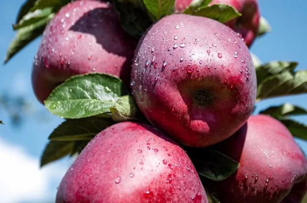 苹果市场即将进入消费旺季 圣诞节临近提振果价